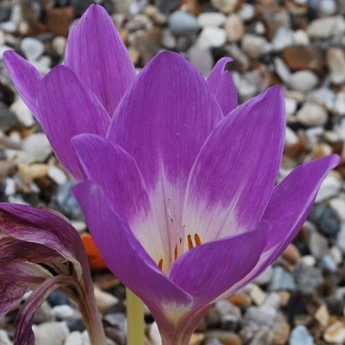 Violet Queen